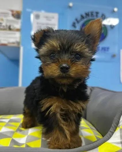 Filhote de Yorkshire  Mini Macho