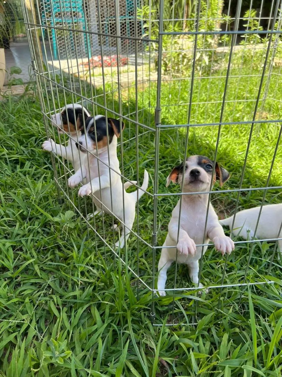 Jack russell  - Foto 2