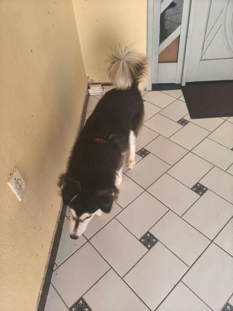 Vendo ou troco Husky siberiano wooly 