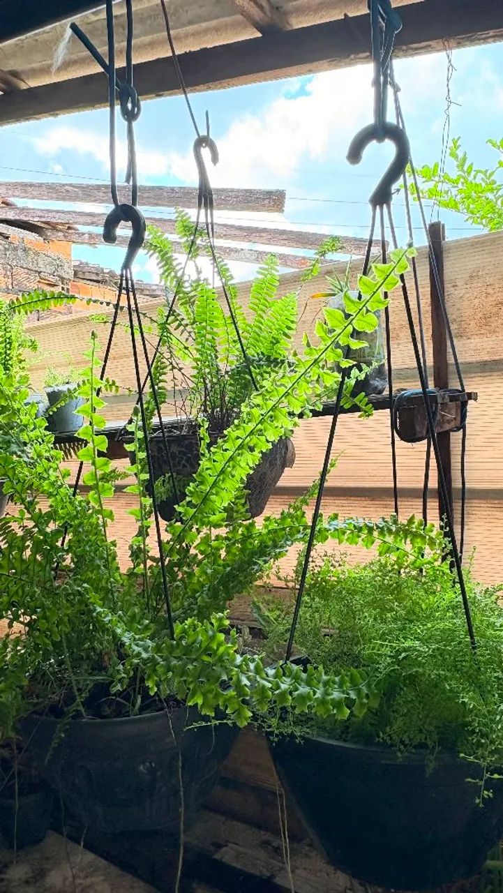 Plantas 