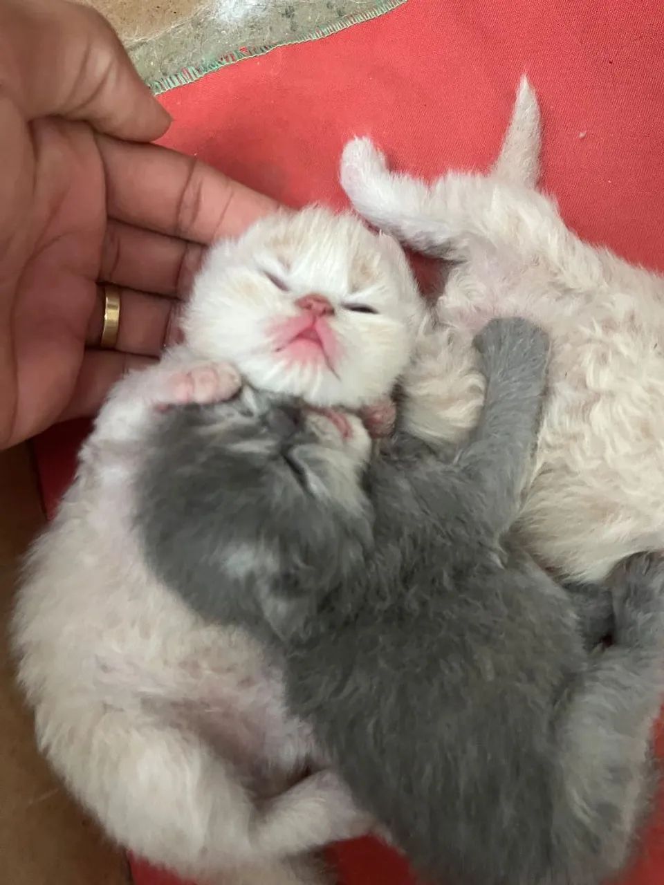 Gatos Persas - Foto 3