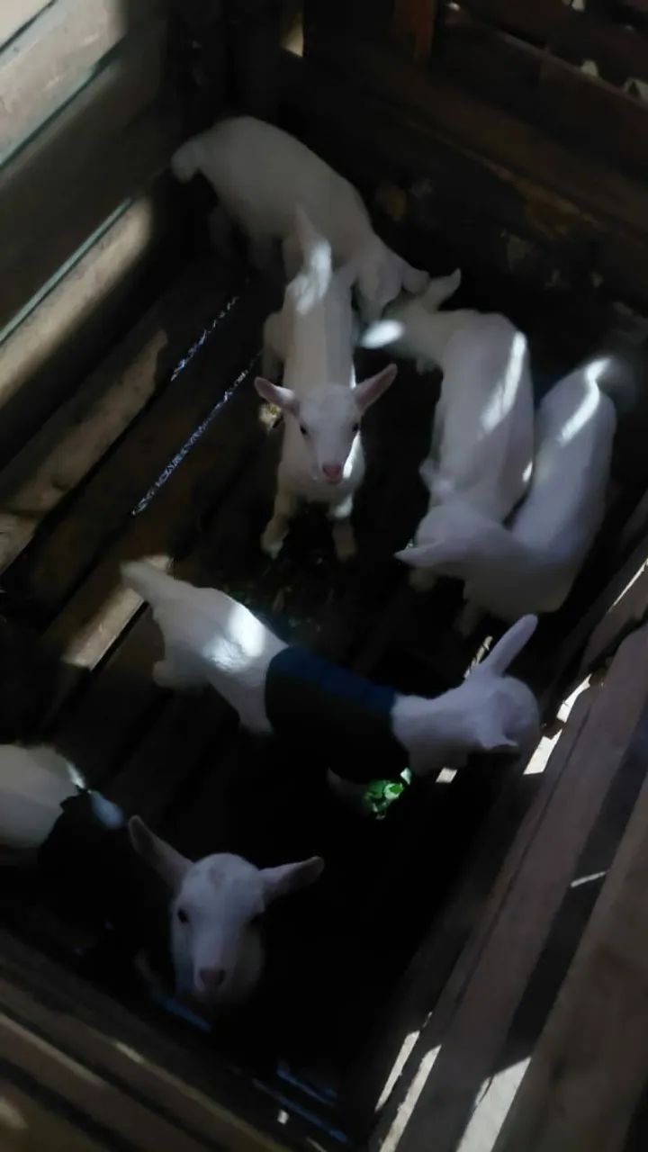 cabritinhos saanen purro