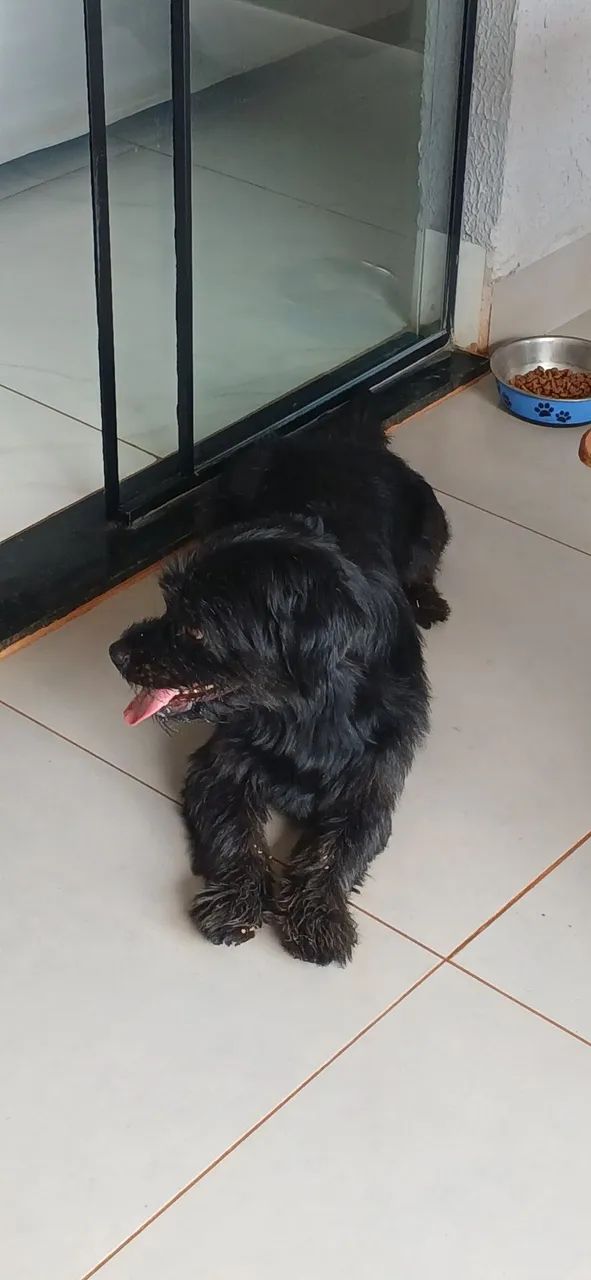 Doação de cachorro macho  - Foto 2