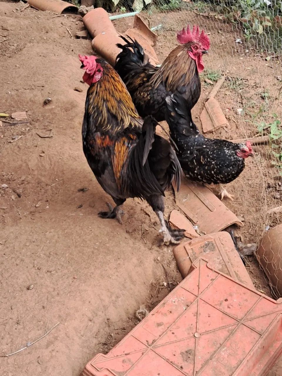 Galinhas garnizer 