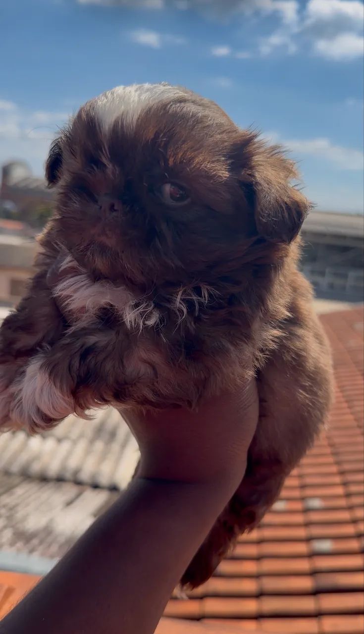 Shihtzu macho chocolate - Foto 5