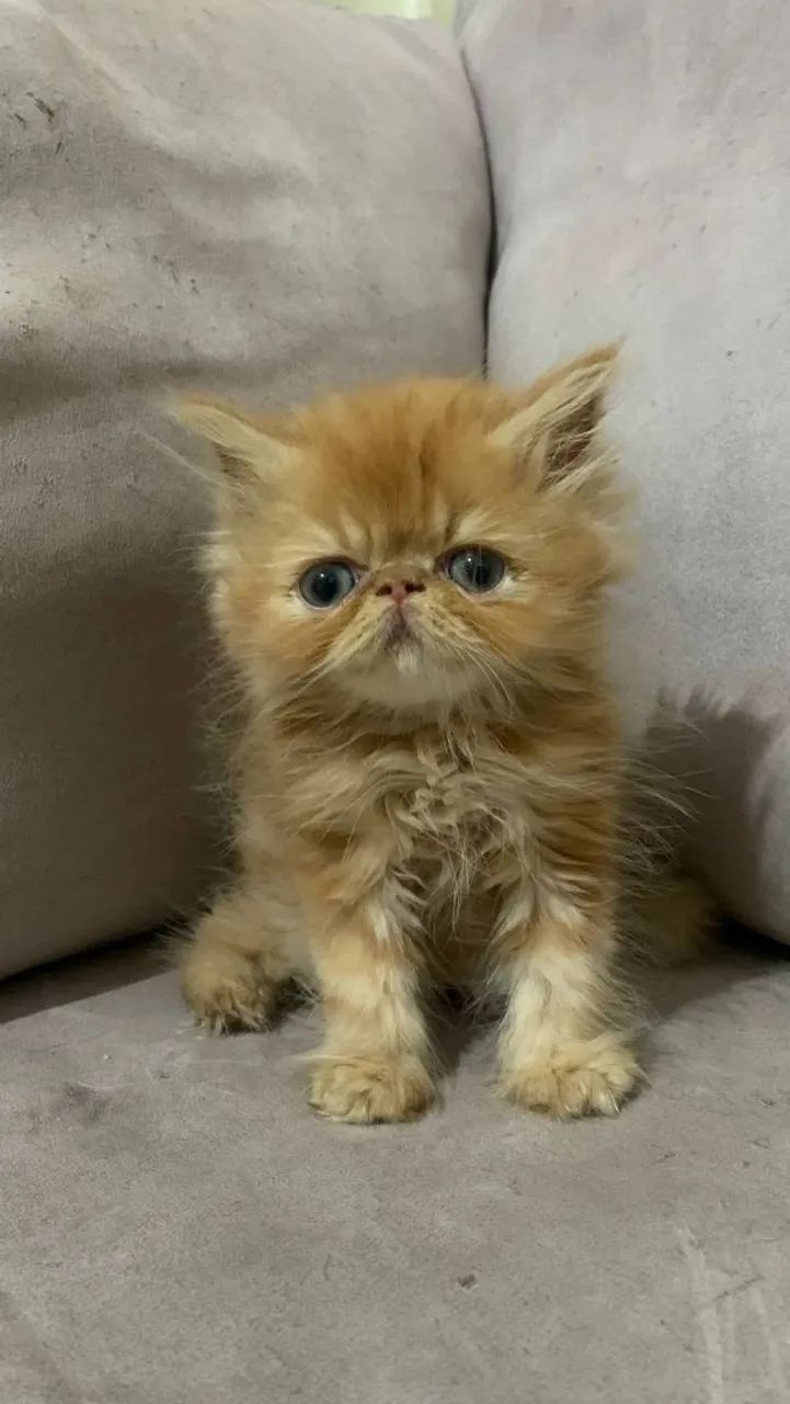 Filhote gato persa64993722414337122