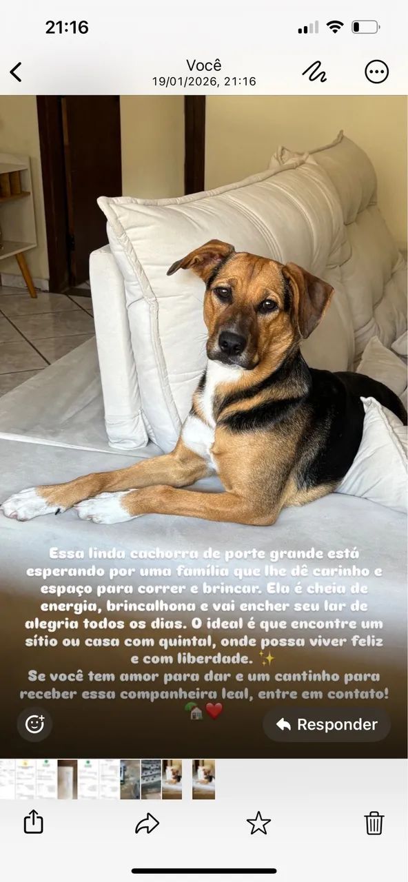 Filhote brincalhão e cheio de energia - ajuda de custo de R$300,00 - Foto 4