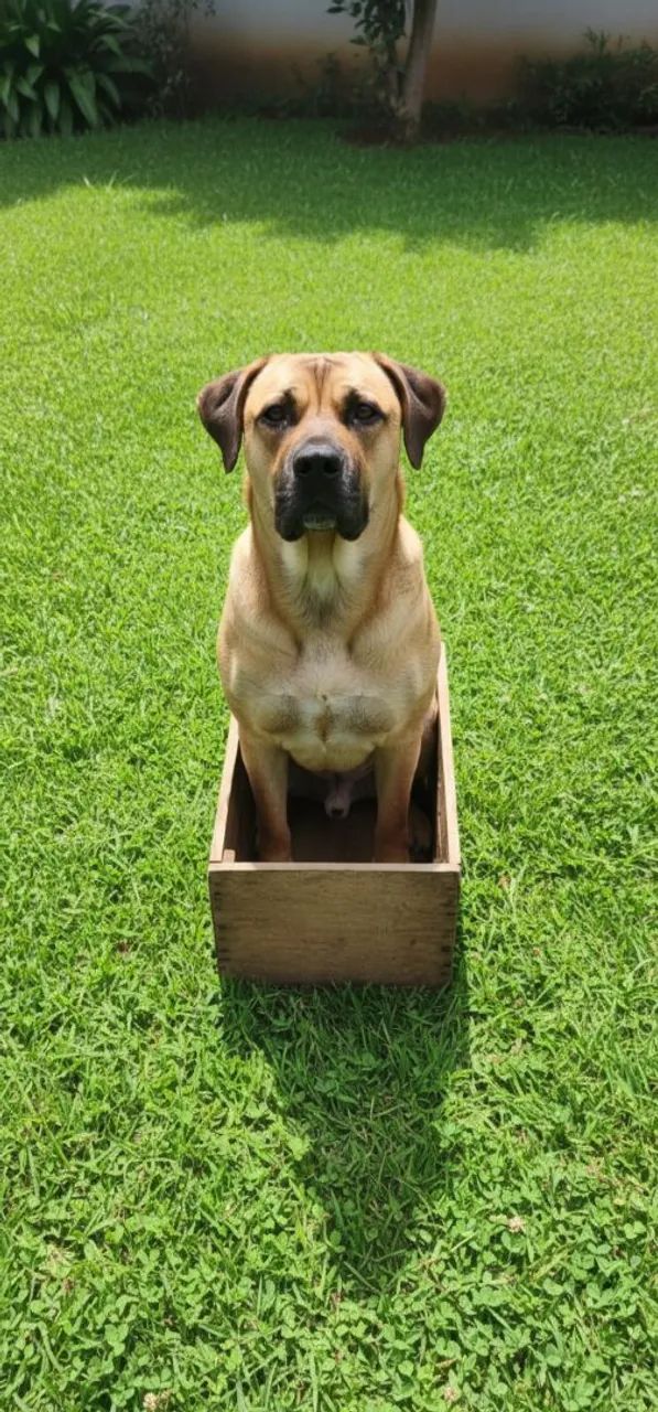 Adestramento de cães  - Foto 4