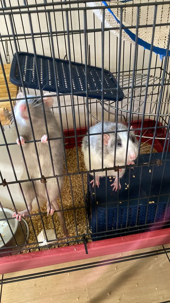 Doação Ratos Twister - Foto 3