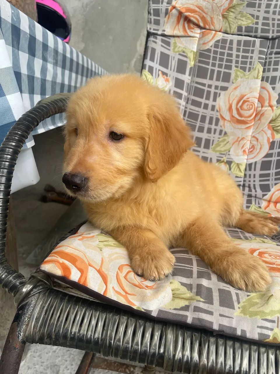 Cachorro 