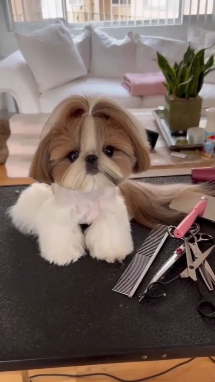 SHIH-TZU MICRO MACHOS E FÊMEAS