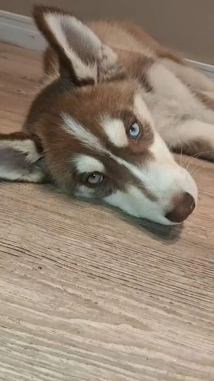 Filhotes de husky Siberiano  - Foto 4