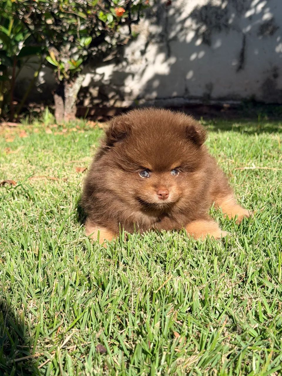 Spitz alemão - Foto 3
