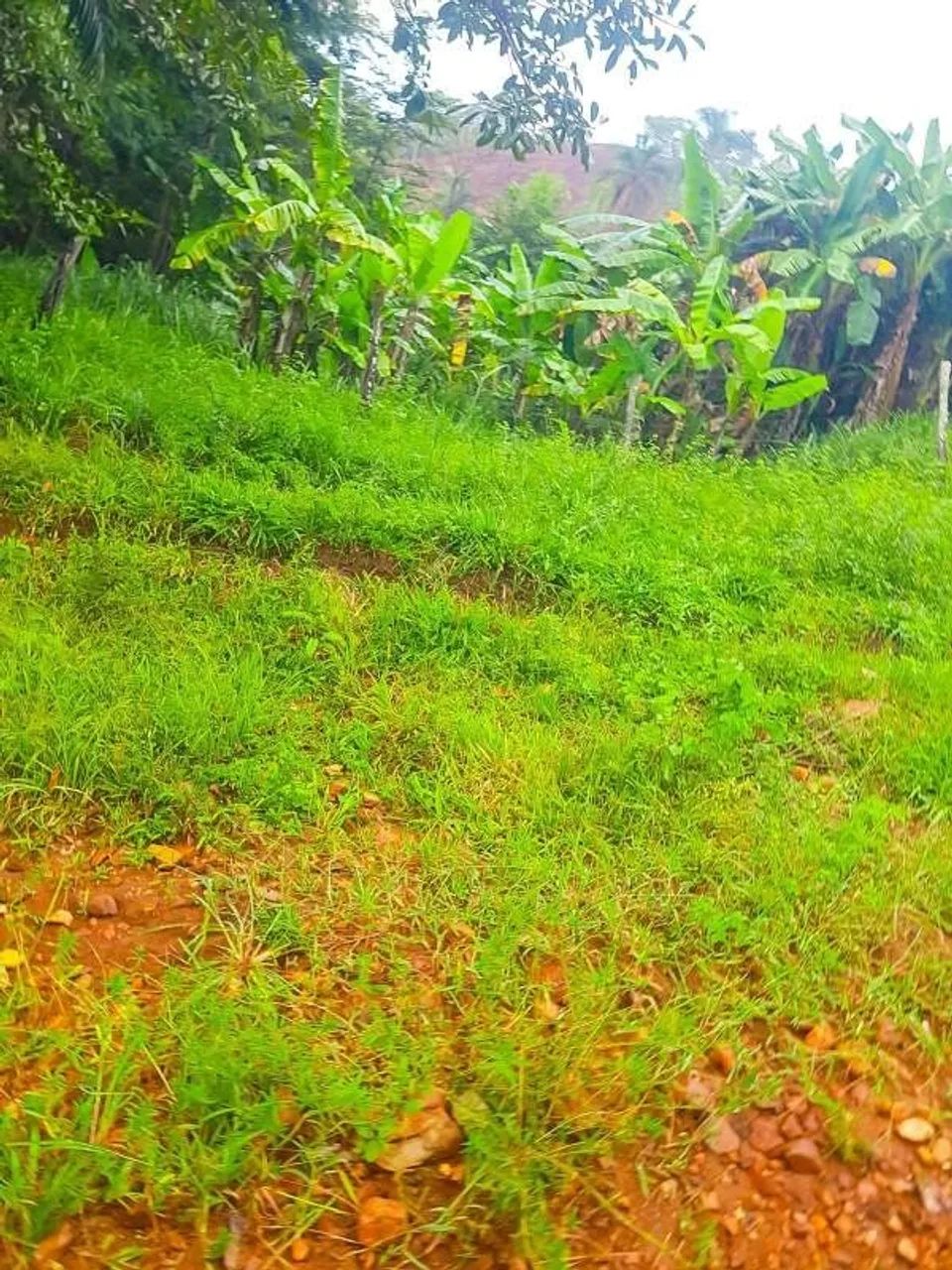 Imóvel rural, 110 m² no Zona Rural em Jaú do Tocantins - Foto 4