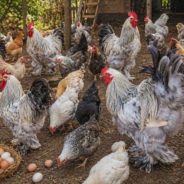 Galos Brahma - Foto 3