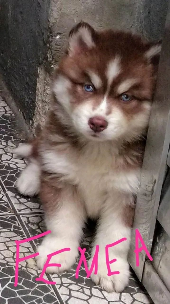 Husky lindos filhotes com Pedigree - Foto 4