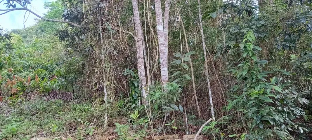 Terreno Itamari - Bahia