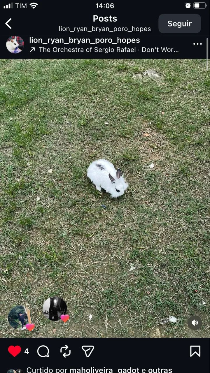 Vendo coelho da raça mini lion head macho  (com casinha, feno, ração e mictório incluso) - Foto 2