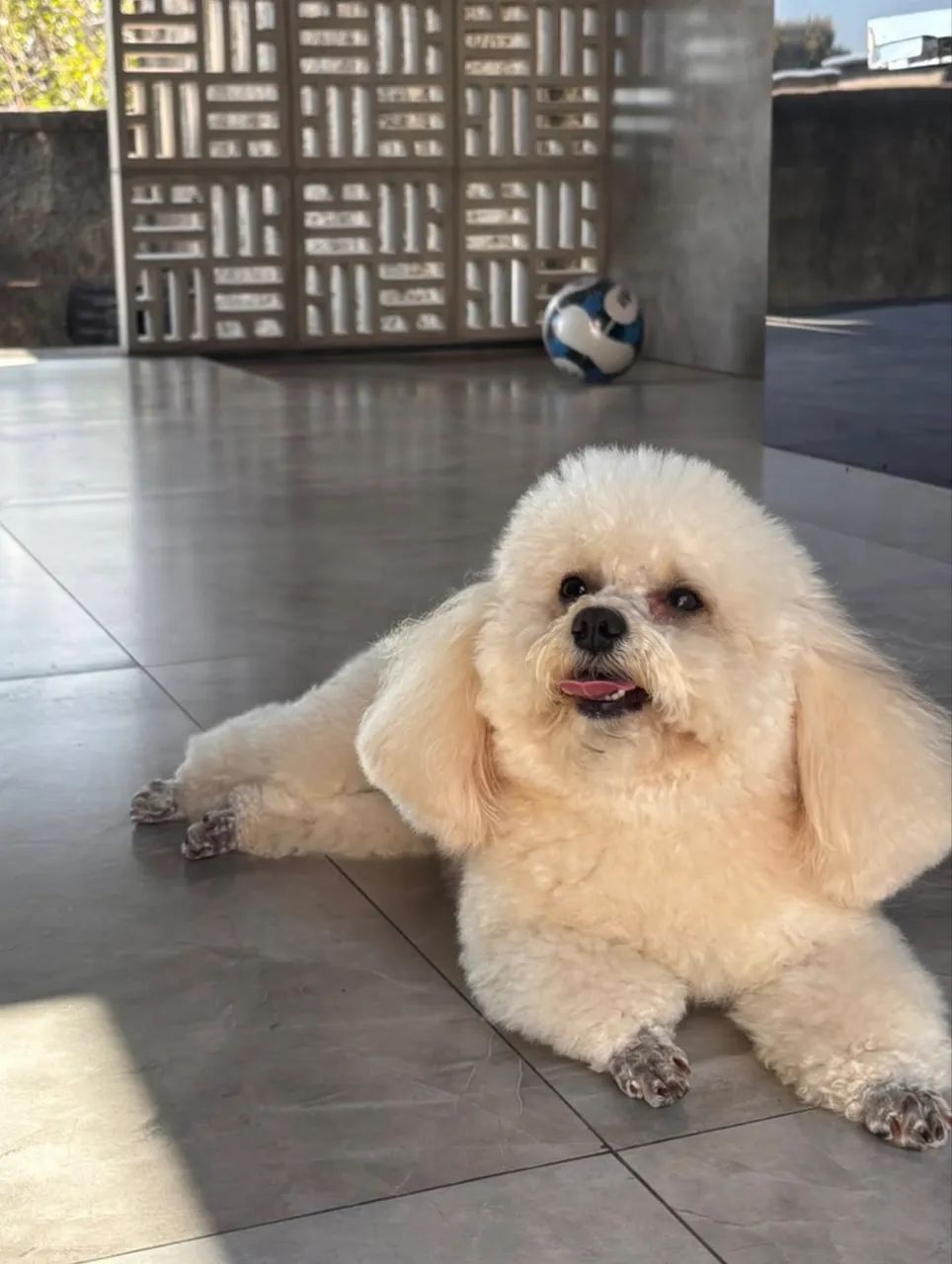Poodle micro toy - Foto 2