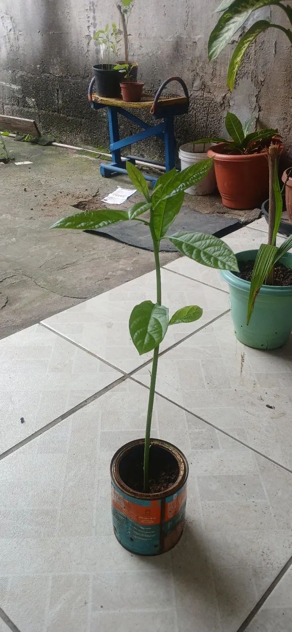 Muda de Abacate  - Foto 3