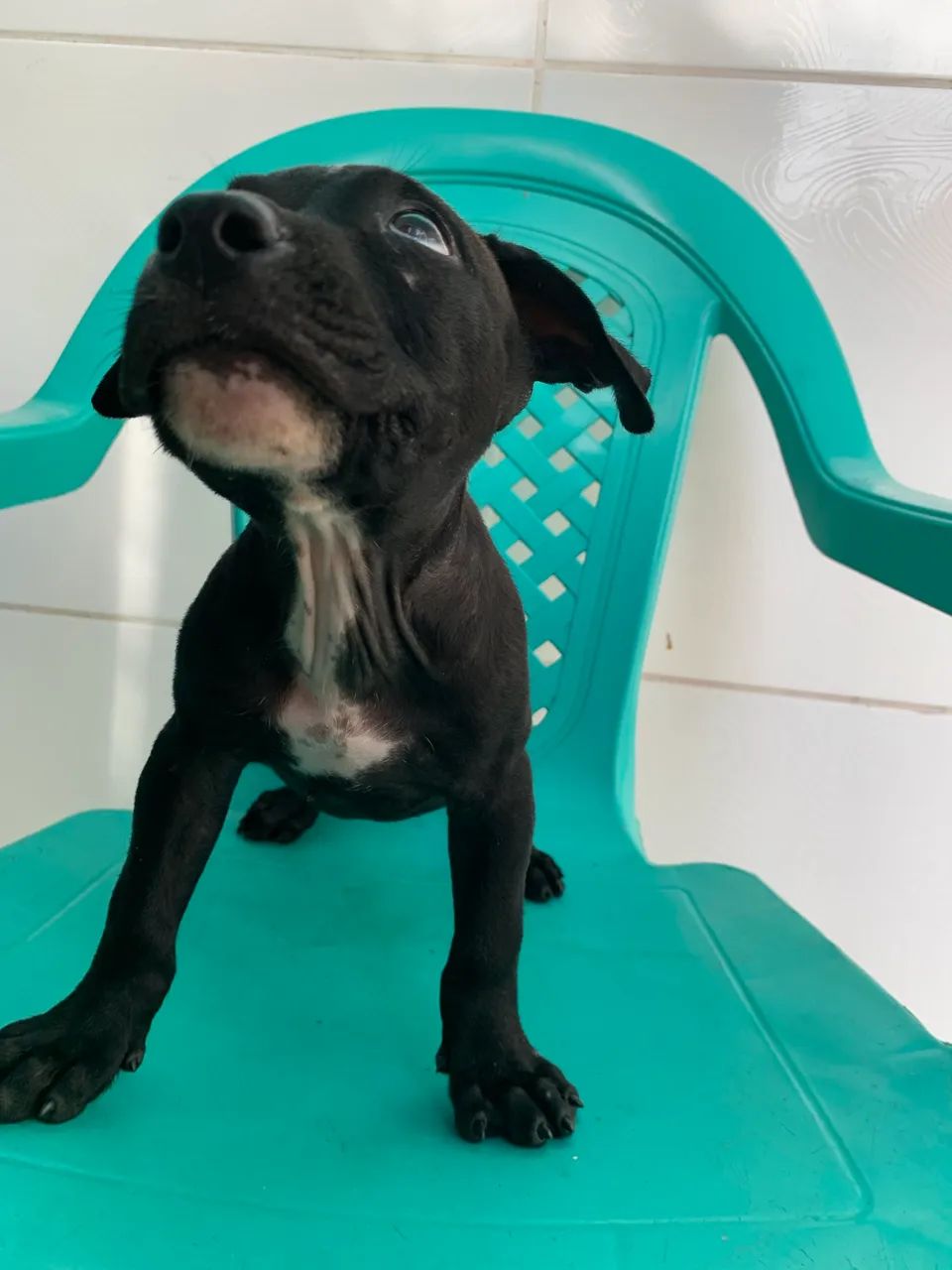 FILHOTE DE AMERICAN PIT BUL TERRIER 