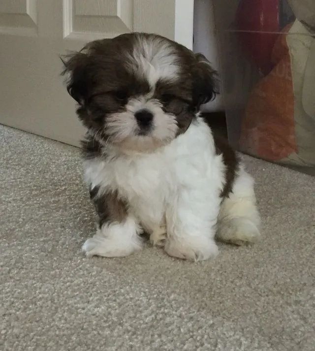 Filhotes de Shih Tzu | Uma fofura que vai encantar você.