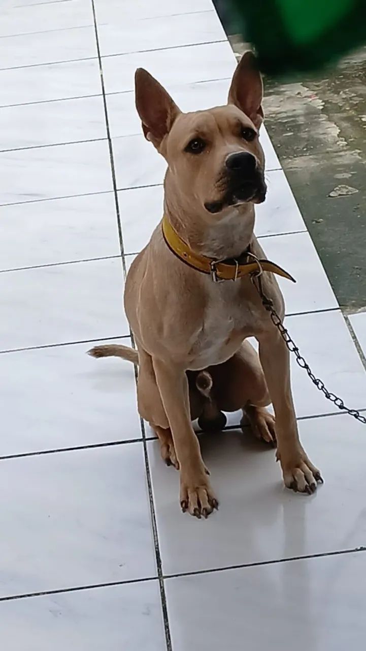 Pitbul 10 meses - Foto 2