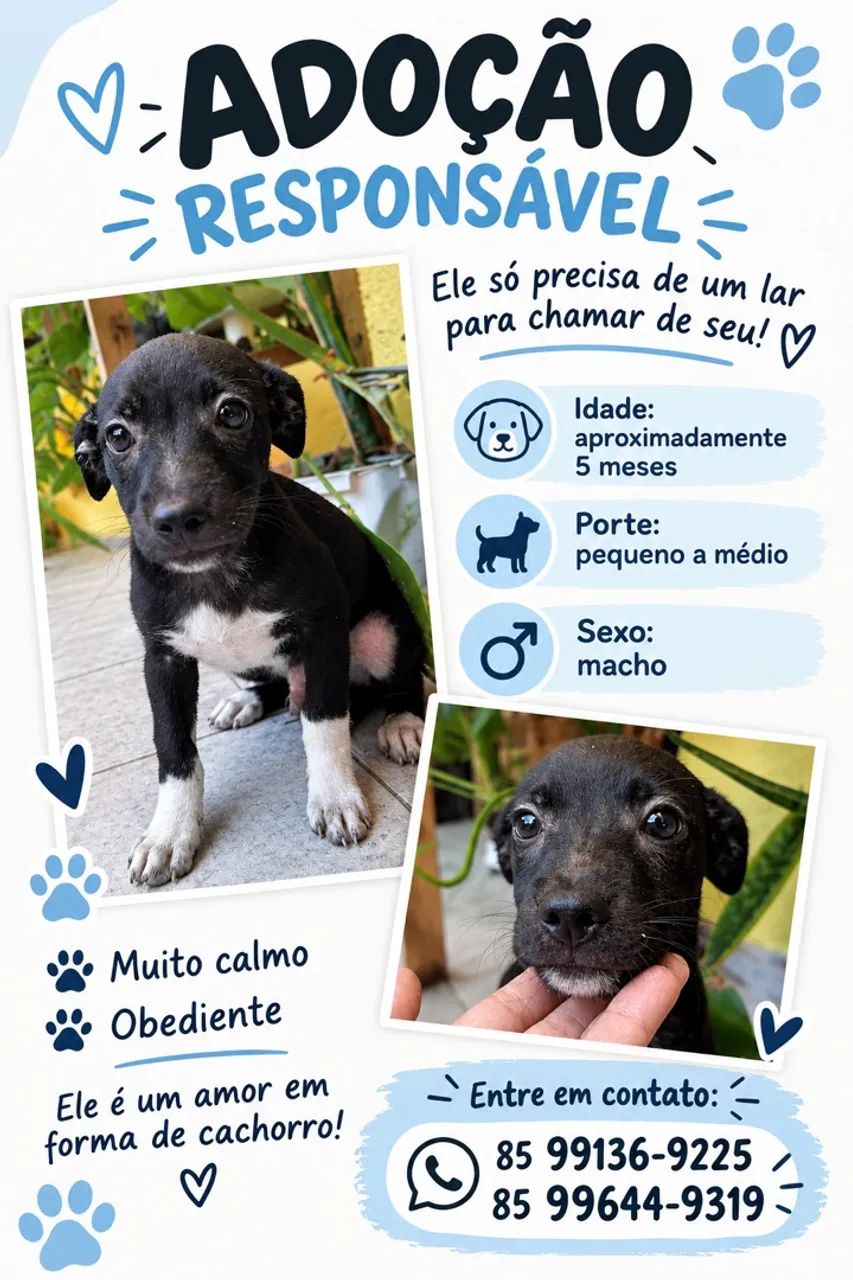 Cachorro para adoção 