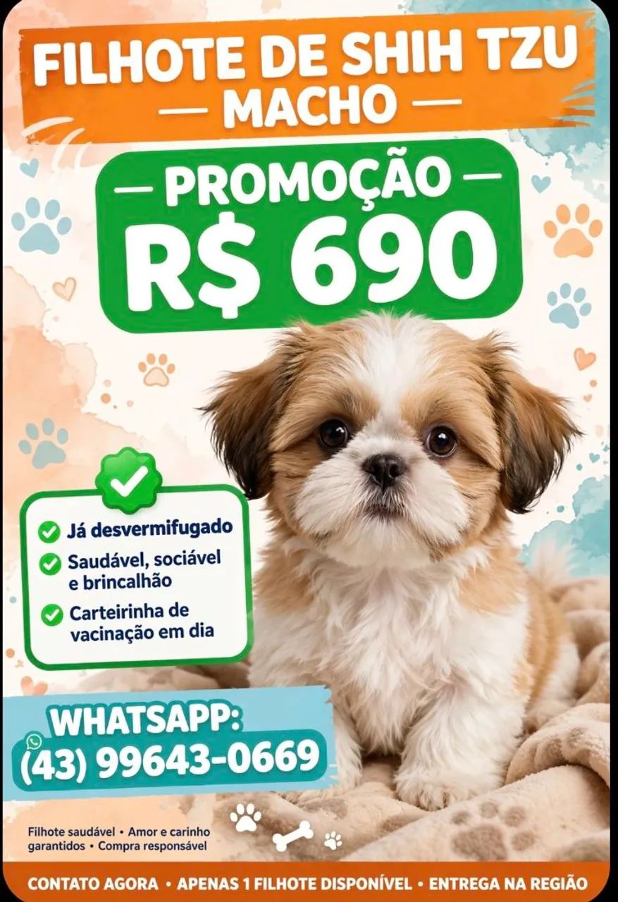 Shih Tzu macho  - Foto 2
