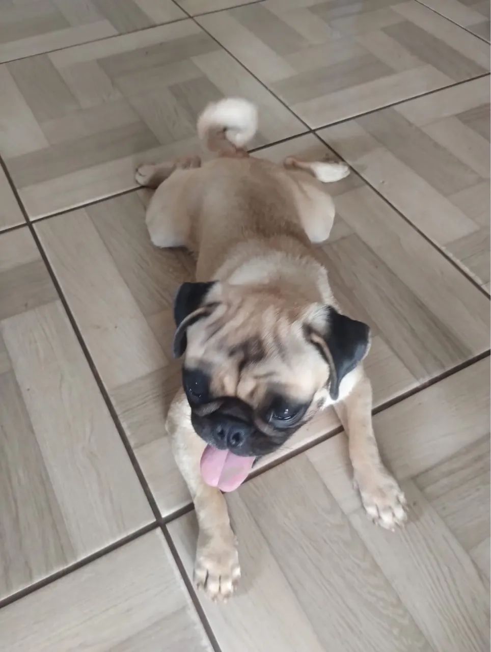 Pug macho 1ano e meio 