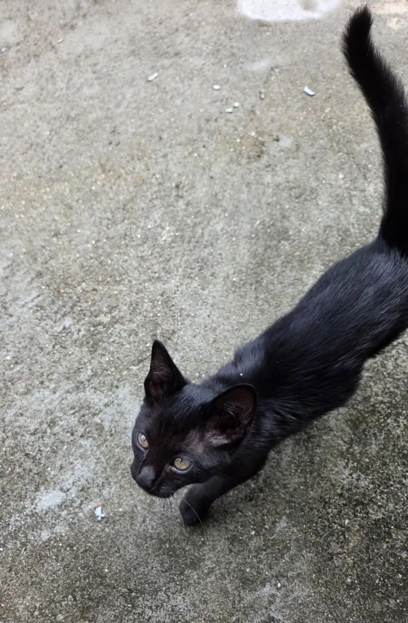 Doa-se gatinha linda, dócil e desmamada - Foto 5