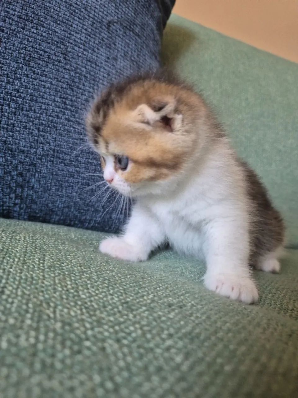 Filhote Scottish fold  - Foto 4