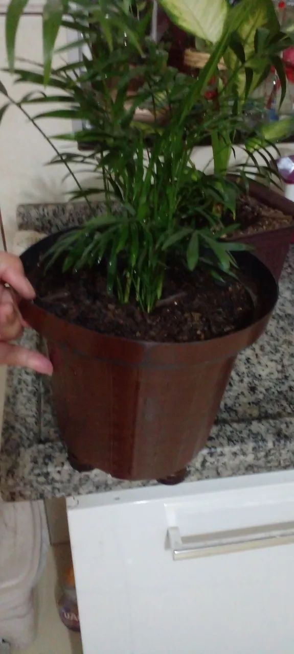 Vasos com comigo ninguém pode e outras - Foto 3