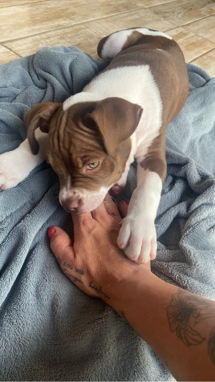 Doação filhote de pitbull  - Foto 2