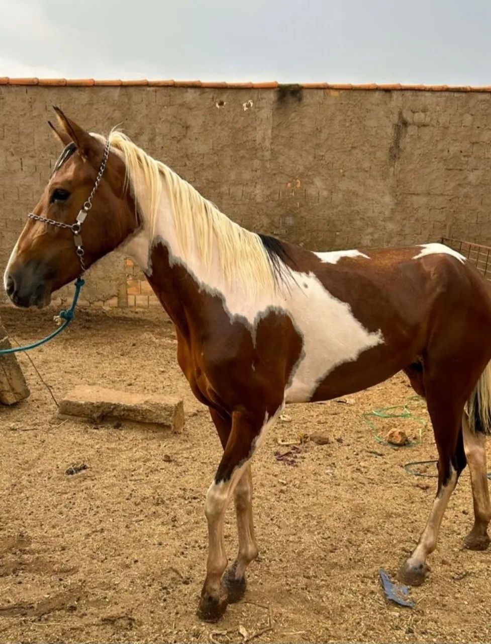 ÉGUA PAMPA - Foto 2