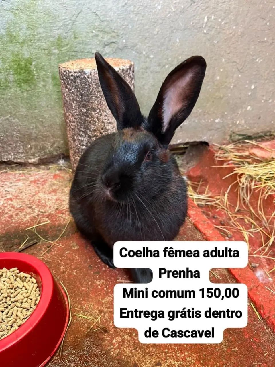 Mini coelhos  - Foto 5