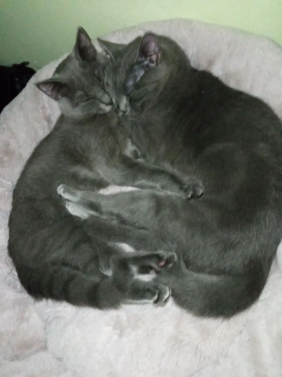 Gatinhas pra adoção 