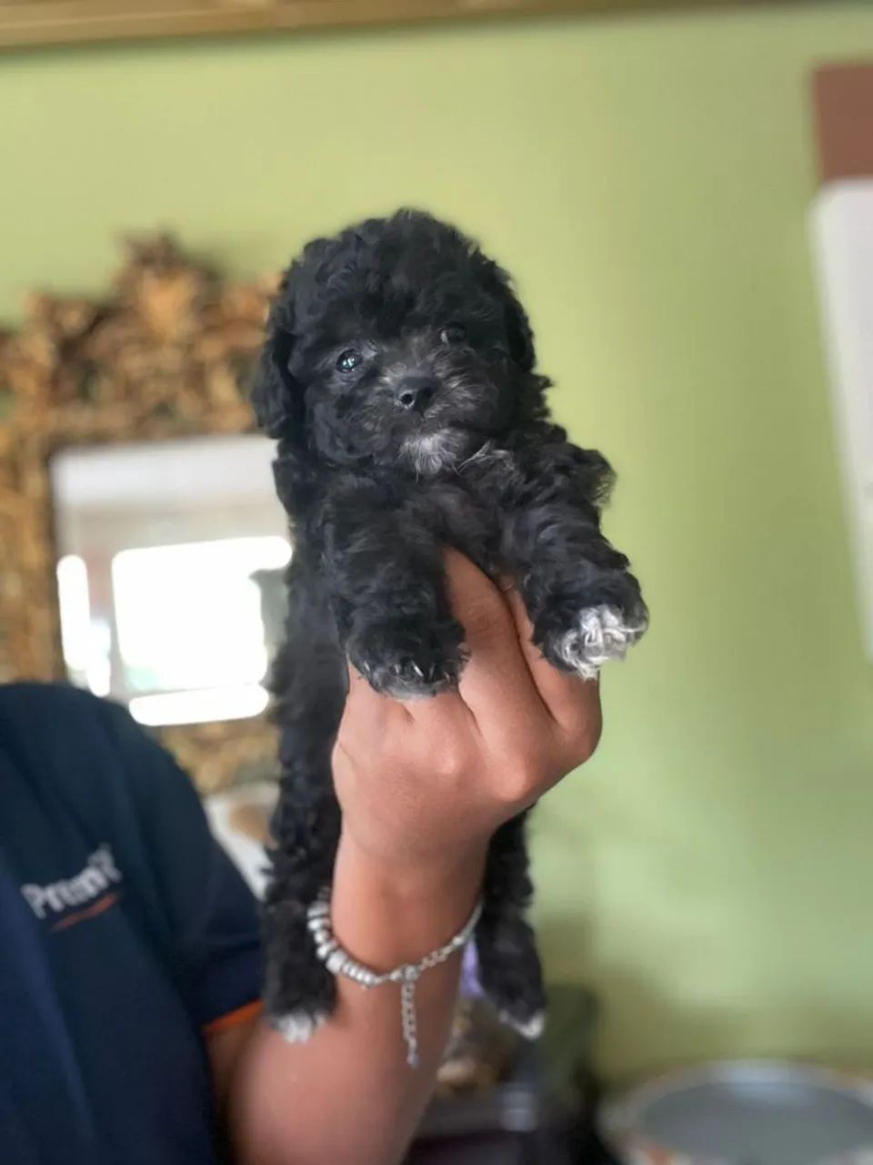 Poodle Toy e Micro Toy com tamanho garantido 