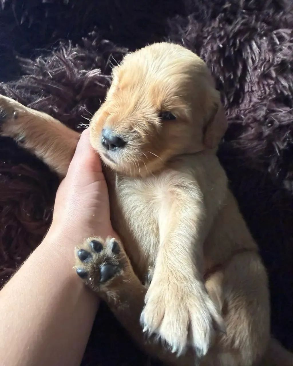 GOLDEN DOAÇÃO