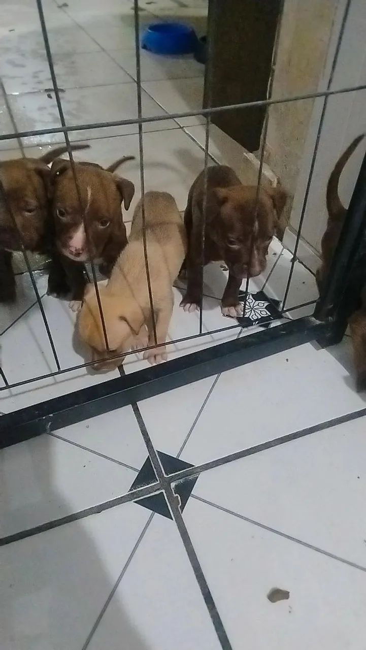 Pitbull  - Foto 5