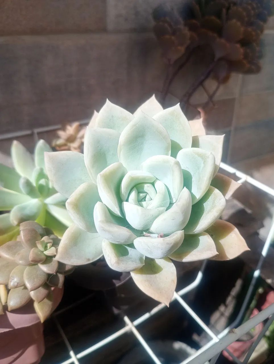 Planta 