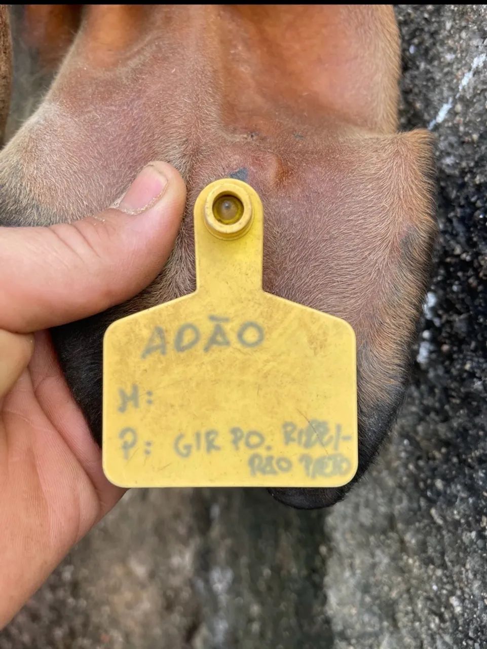 Garrote Gir leiteiro  - Foto 2