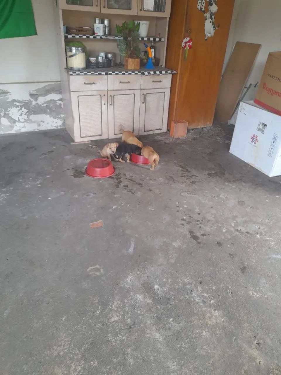 Doação de cães  - Foto 2