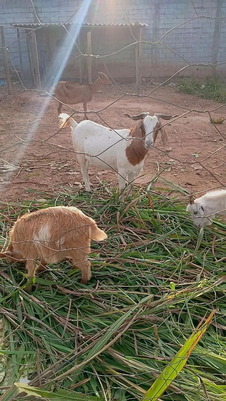 Cabra cabrito bode  - Foto 4