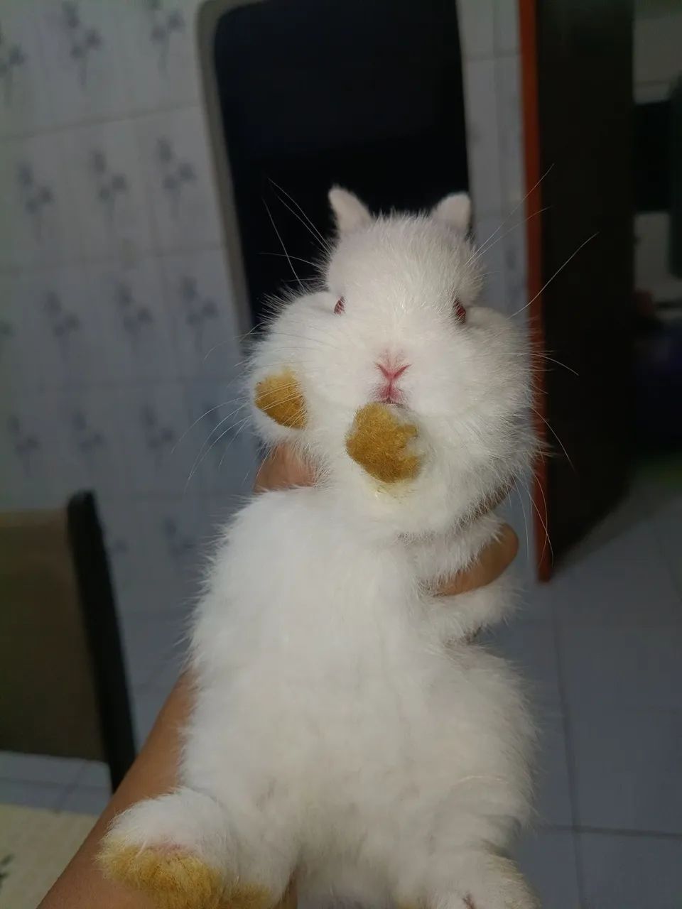 Coelho anã 