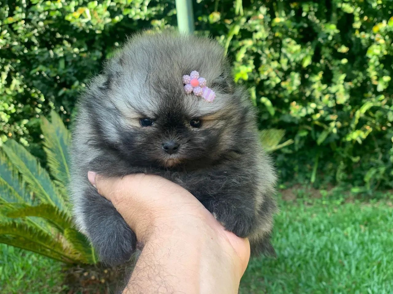 Spitz alemão  - Foto 2