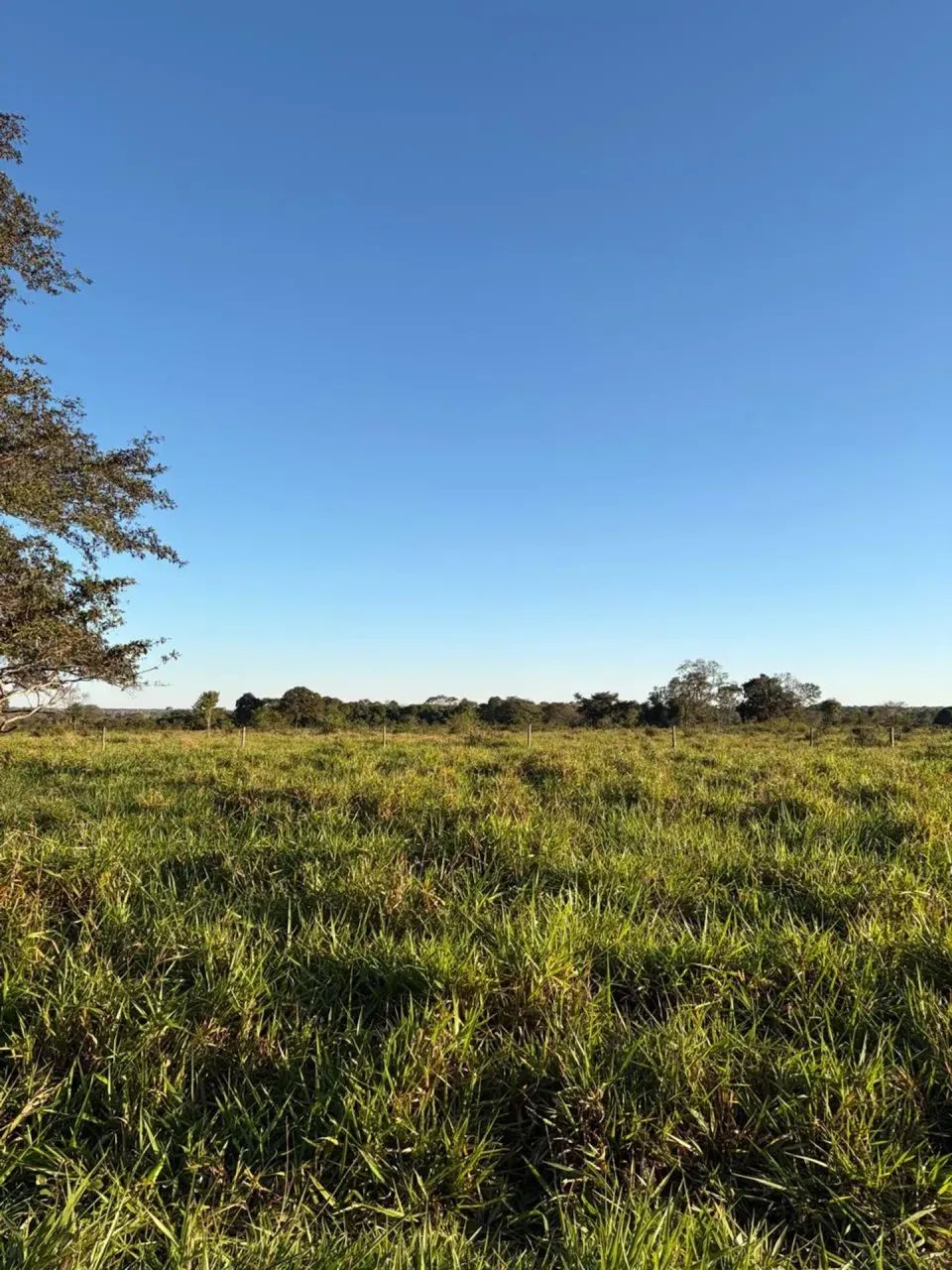 Fazenda com 115 Hectares a venda em Anastacio MS - Foto 3