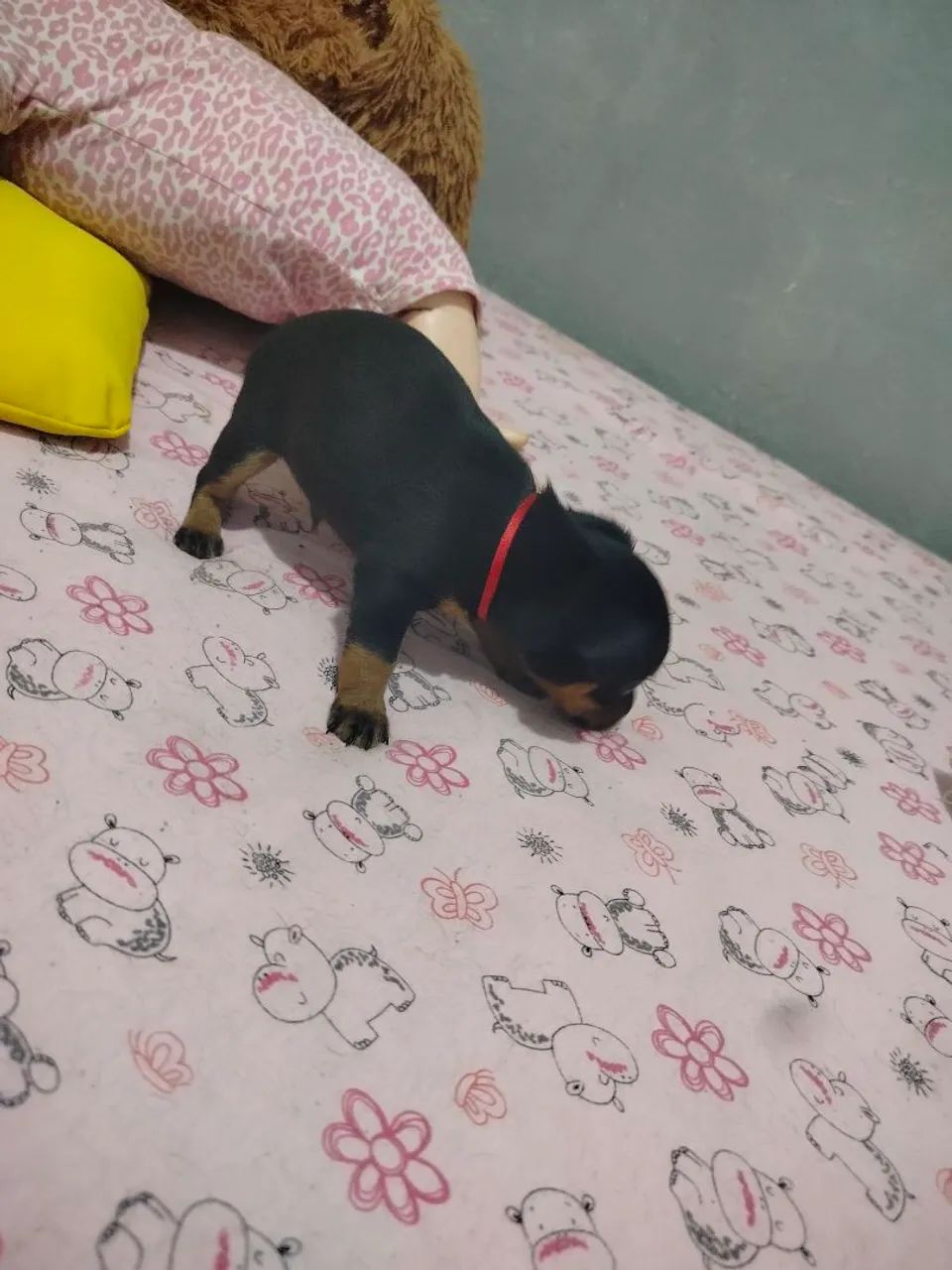 Vendo - Foto 6