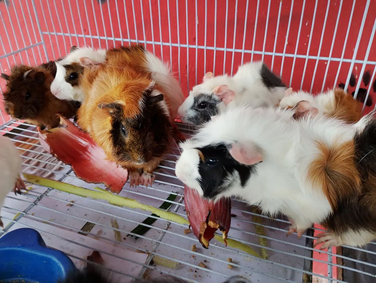 Porquinho da índia  - Foto 4