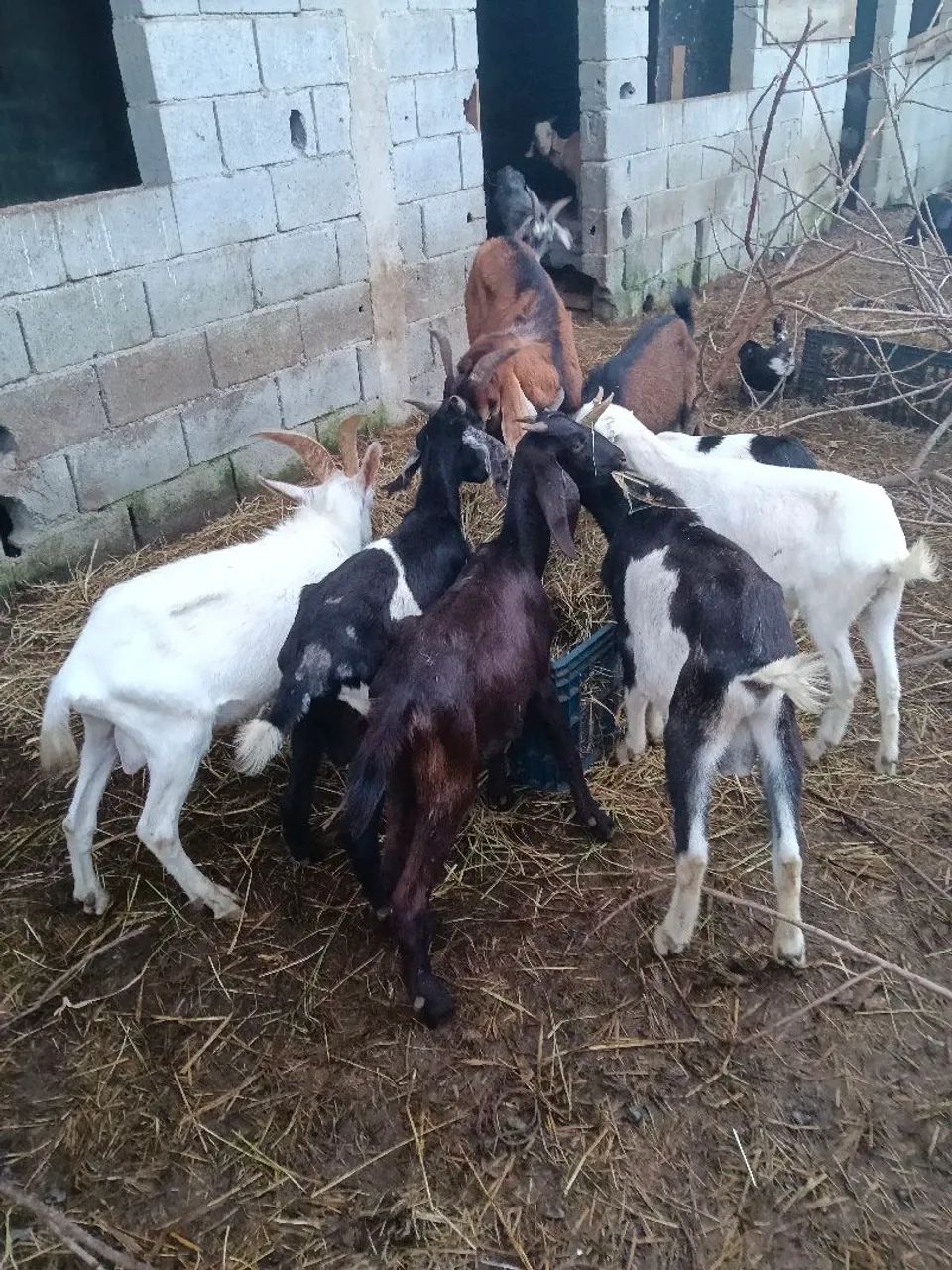 Cabritos cabritas cabras e bodes  - Foto 4